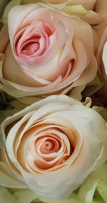 Роза Сенторита (Senorita) 50 см на заказ в СПб