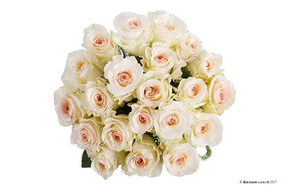 Rose Senorita - Standard Rose - Roses - Flowers by category | Sierra Flower  Finder