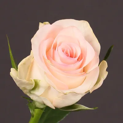 Срезанные цветы: Роза Сеньорита (Эквадор)