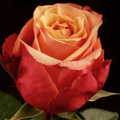 Букет из 101 розовой розы Senorita (Сеньорита) купить с доставкой по Минску  - Acuba di Flora