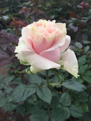 Señorita Roses – Eblooms Farm Direct Inc.