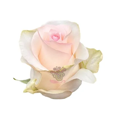 Букет белых роз Senorita купить с доставкой в Харькове по низким ценам
