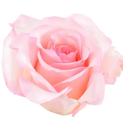 Букет из 101 розовой розы Senorita (Сеньорита) купить с доставкой по Минску  - Acuba di Flora