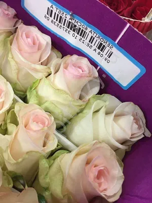 Buy Wholesale Senorita Blush Roses in Bulk - FiftyFlowers