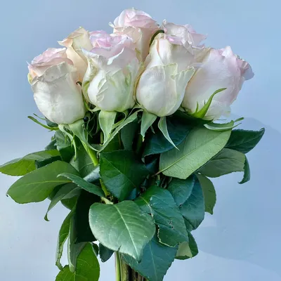 Купить букет 21 роза сеньорита с доставкой по Москве | zhflowers.ru