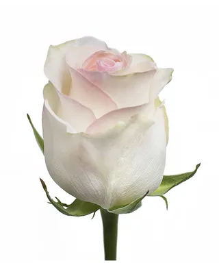 101 белая роза \"Сеньорита\" — Букеты цветов заказать с доставкой в  KievFlower. Артикул: 7022