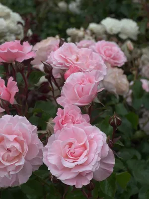Роза \"Шангри Ла\" - цена, купить цветы упаковками с доставкой в Москве -  магазин ПРОСТОЦВЕТЫ