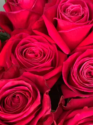 А) 101 Роза \"Шангри-ла\" 50 см и скидки в интернет магазине цветов Роз  Новоросс