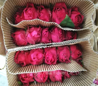 Купить Букет из 25 малиновых роз шангри-ла с доставкой по Томску: цена,  фото, отзывы.