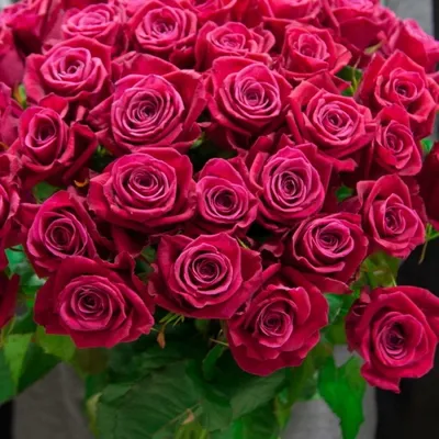 Букет 101 роза Шангри-ла купить за 16 350 руб. с круглосуточной доставкой |  Мосцветторгком