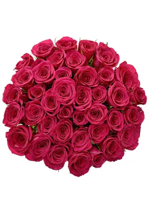 🌹 Роза Сорта \"Шангри-Ла\" (Shangri La) | Купить Цветы В Майкопе