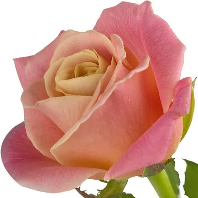 the shanti rose | name-a-rose.com