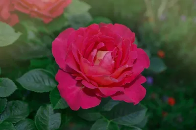 Premium Photo | Beautiful red rose combining lemon yellow to red beautiful  two tone flower rose shanti