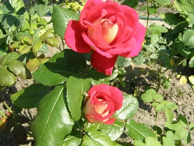 Саженец чайно-гибридной розы Шанти фото и описание сорта 🌱 купить саженец  чайно-гибридной розы Шанти почтой недорого в Москве