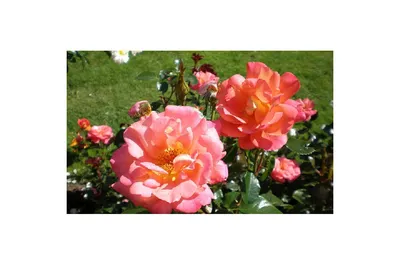 Blooming Red Rose Shanti. Red Flowering Rosa Stock Photo - Image of  closeup, bloom: 192725656