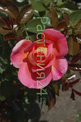 Time-lapse of opening \"Shanti\" rose in R... | Stock Video | Pond5