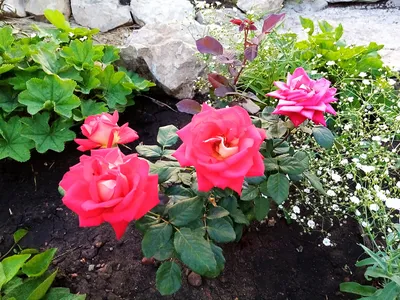 Саженец розы Шанти, Весна 2023, 1 шт. (id 105703608)