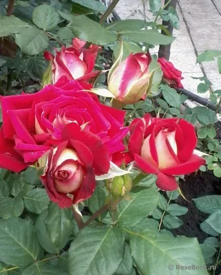 Rose Hydrosol - Rosewater — Shanti Aromatherapy