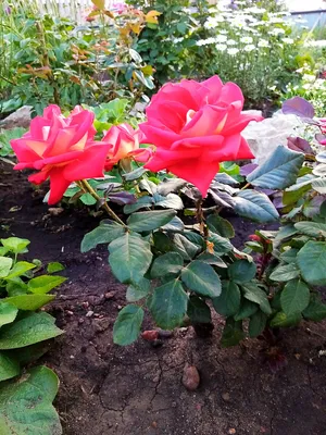 Beautiful red rose. Combining lemon yellow to red. Beautiful two tone  flower rose Shanti Stock Photo - Alamy