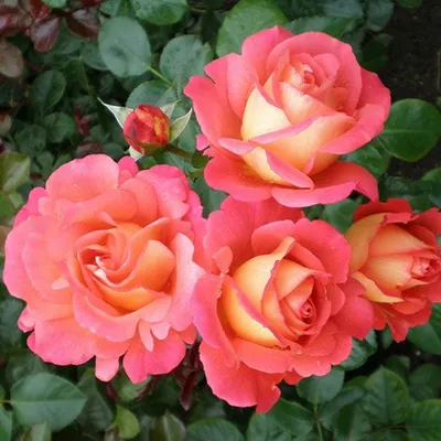 Роза чайно-гибридная Шанти – купить за 240 руб.