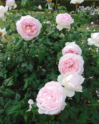 File:Rosa 'Sharifa Asma' 1.jpg - Wikimedia Commons