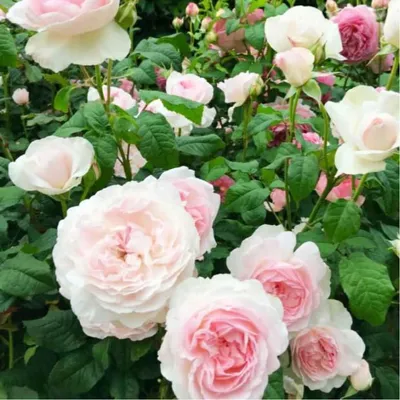 PlantFiles Pictures: English Rose, Austin Rose 'Sharifa Asma' (Rosa) by  coleena | Garden shrubs, English roses, Shrub roses