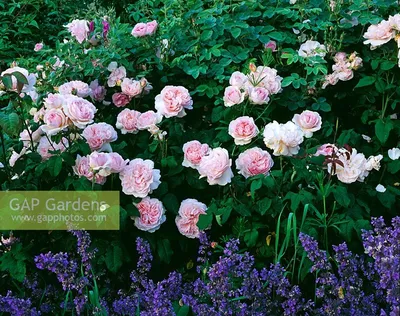 Photo of the bloom of Rose (Rosa 'Sharifa Asma') posted by BigJackMountain  - Garden.org