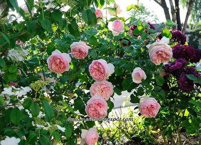 File:Rose, Sharifa Asma, バラ, シャリファ アズマ, (9724998580).jpg - Wikimedia Commons