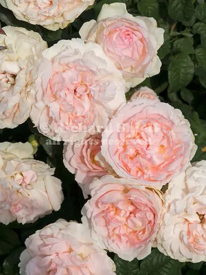 Beautiful Rose Bush Sharifa Asma Stock Photo - Image of bush, beautiful:  84359144