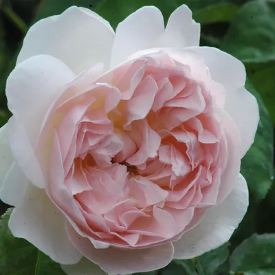 david austin sharifa asma rose | Rose is a Rose... | David austin roses,  Rose, Garden