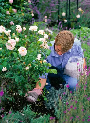 shrub rose Rosa Sharifa Asma Stock Photo - Alamy
