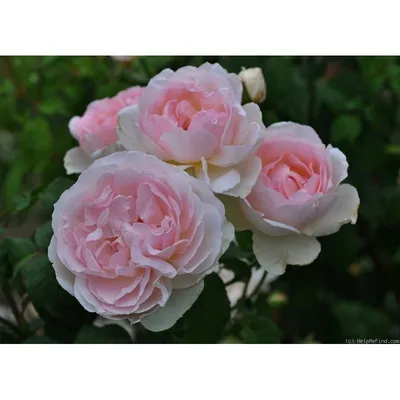 Sharifa Asma rose – South Florida Rose