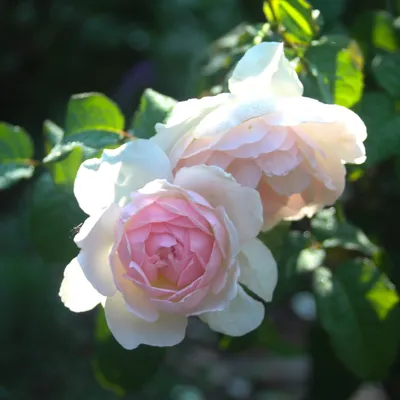 Rosa 'Sharifa Asma' English rose, shrub … – License image – 12128039 ❘  Image Professionals