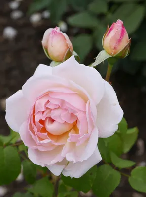 Rosa Sharifa Asma a fragrant, delicate blush pink shrub rose Stock Photo -  Alamy