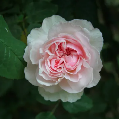 Sharifa Asma — Eumundi Roses