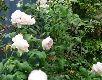 Sharifa Asma - Newstead Roses