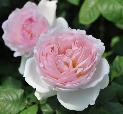 Photo of the bloom of Rose (Rosa 'Sharifa Asma') posted by zuzu - Garden.org
