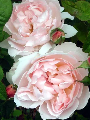 File:Rosa 'Sharifa Asma' David Austin 02.jpg - Wikimedia Commons