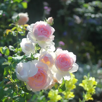 rose love -- Sharifa Asma