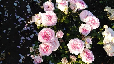 rose love -- Sharifa Asma