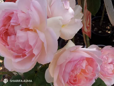 Роза английская Шарифа Асма (Sharifa Asma) (Rose Sharifa Asma) - описание  сорта, фото, саженцы, посадка, особенности ухода. Дачная энциклопедия.