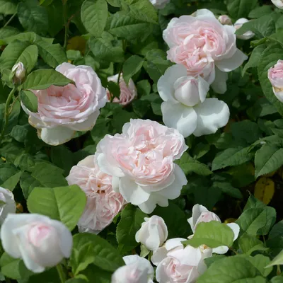 Photo of the bloom of Rose (Rosa 'Sharifa Asma') posted by kbw664 -  Garden.org