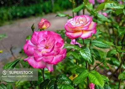 rose love -- Sharifa Asma