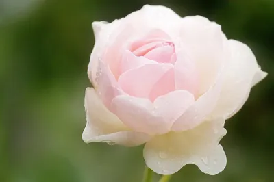Sharifa Asma (AUSreef, Sharifa) :: ������������ ��� | Английская роза, Розы,  Цветы