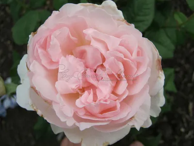 P. Allen Smith - Good morning! 'Sharifa Asma' rose is so fragrant! It looks  like an old fashion Rose but, it is actually a new hybrid by David Austin.  Plant where it