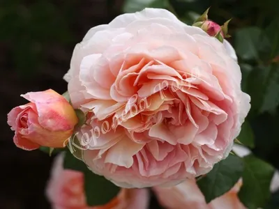 Rose 'Sharifa Asma' raised in UK | English roses collection | Flickr