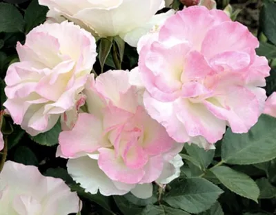 Photo of the bloom of Rose (Rosa 'Charles Aznavour') posted by Newyorkrita  - Garden.org