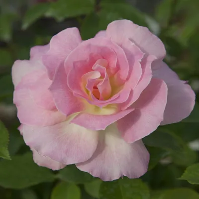 Charles aznavour Rose | Floribunda Rose — Mainaam Garden