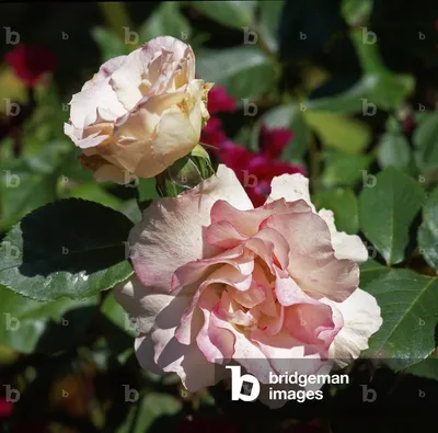 Флорибунда-розы | Алла Капелян. Розы в саду | Дзен
