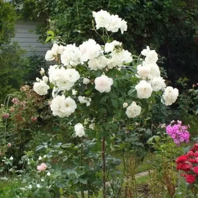 Роза на штамбе Шарль Азнавур PA 90-110 см ОКС купить за 2 890 р. в садовом  центре АСТ Медовое